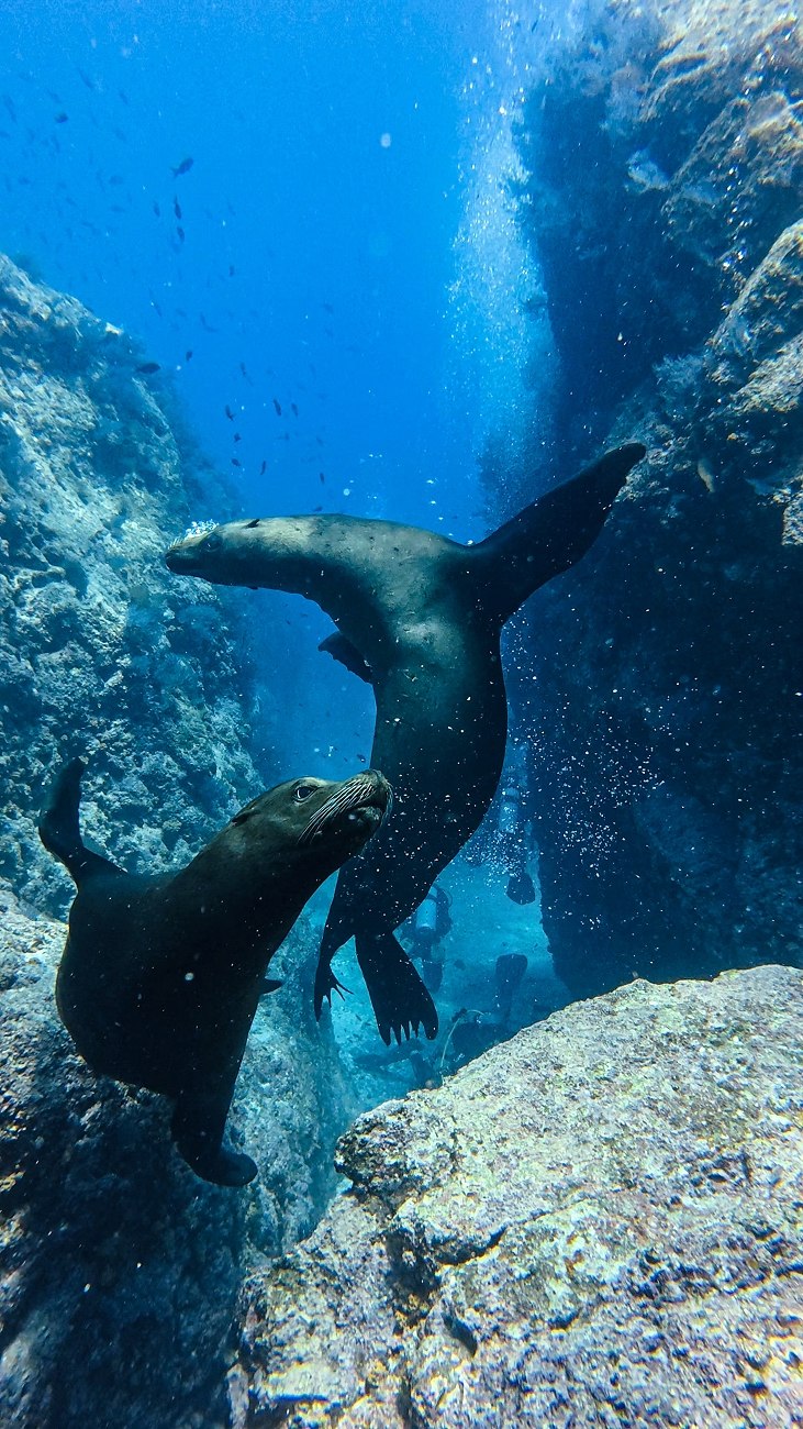 Coastal Waters, Baja California Sur